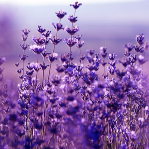 Лаванды цветки, ароматическое масло Lavender Flowers, 10гр.
