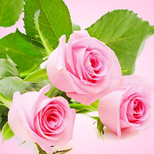 Розы свежесрезанные, ароматическое масло Fresh Cut Roses, 10 гр.