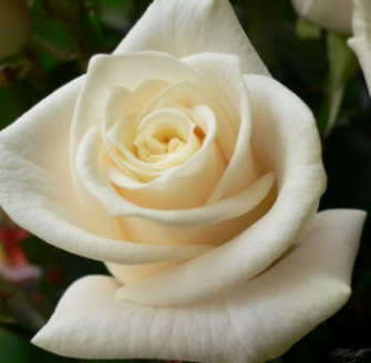 Роза белая, отдушка, 10гр