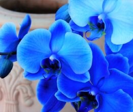 Голубая орхидея и кашемир, отдушка, 10 гр.