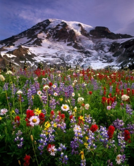 Альпийские цветы, отдушка, 10гр